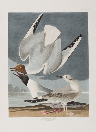 Birds of America」のイラスト 作： John James Audubon