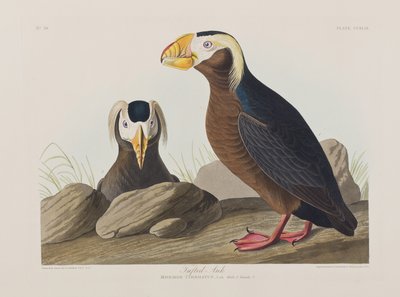 Birds of America」のイラスト 作： John James Audubon