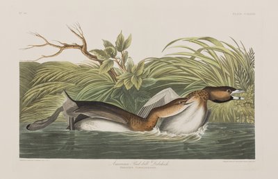 Birds of America」のイラスト 作： John James Audubon