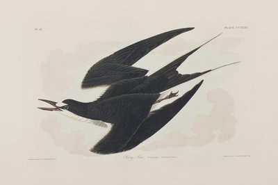 Birds of America」のイラスト 作： John James Audubon