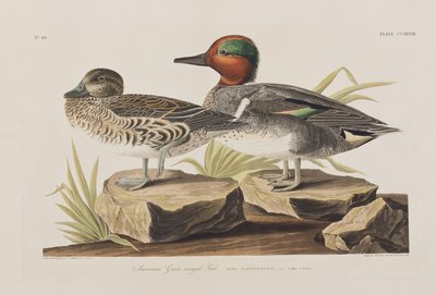 Birds of America」のイラスト 作： John James Audubon