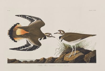 Birds of America」のイラスト 作： John James Audubon