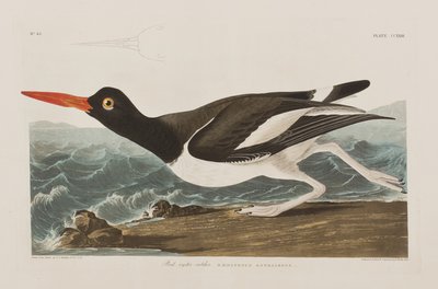 Birds of America」のイラスト 作： John James Audubon