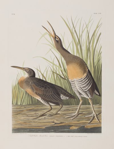 Birds of America」のイラスト 作： John James Audubon
