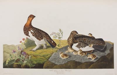 Birds of America」のイラスト 作： John James Audubon