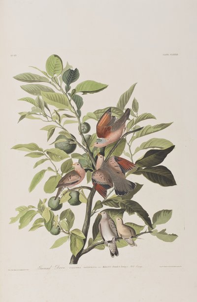 Birds of America」のイラスト 作： John James Audubon