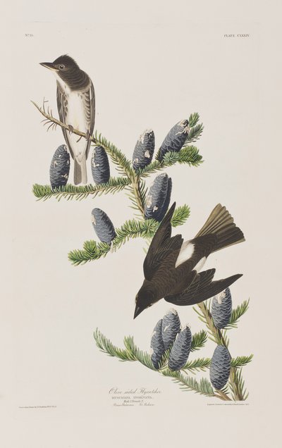 Birds of America」のイラスト 作： John James Audubon