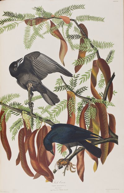 Birds of America」のイラスト 作： John James Audubon