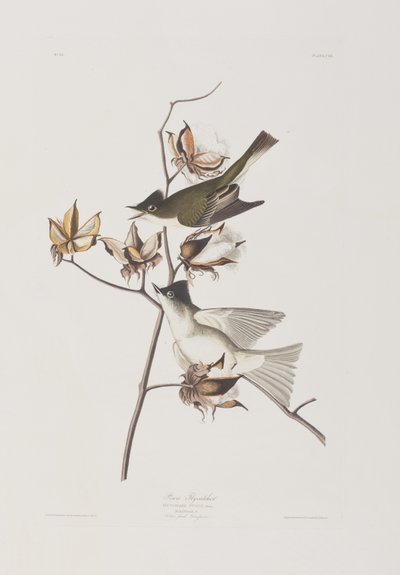 Birds of America」のイラスト 作： John James Audubon