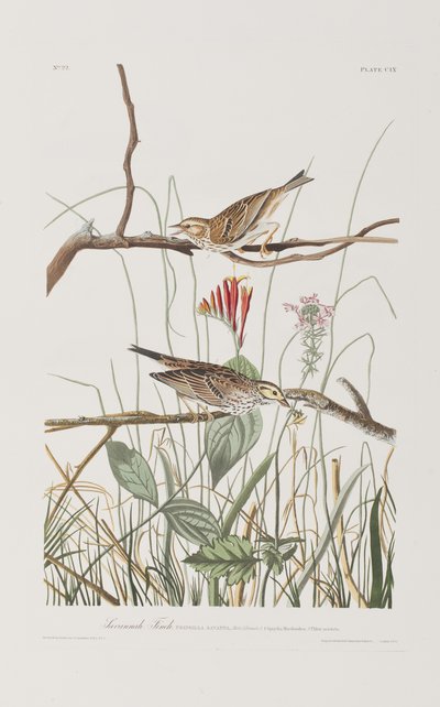 Birds of America」のイラスト 作： John James Audubon