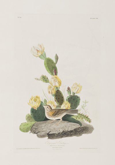 Birds of America」のイラスト 作： John James Audubon