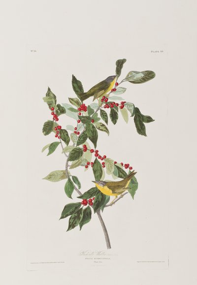 Birds of America」のイラスト 作： John James Audubon