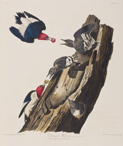 Birds of America」のイラスト 作： John James Audubon