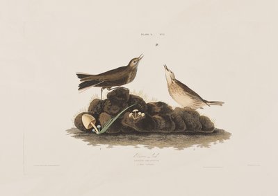 Birds of America」のイラスト 作： John James Audubon