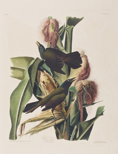 Birds of America」のイラスト 作： John James Audubon