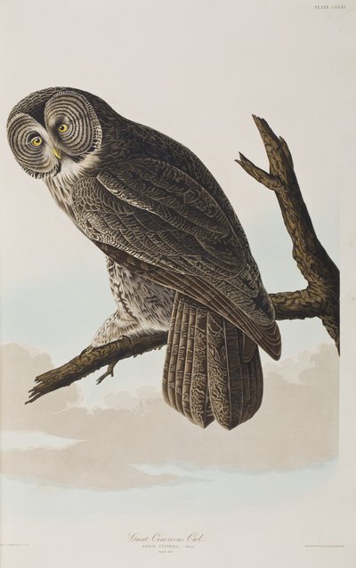 Birds of America」のイラスト 作： John James Audubon