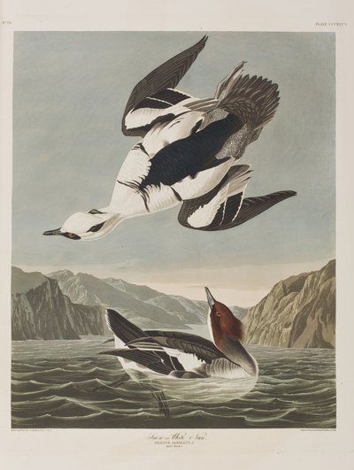 Birds of America」のイラスト 作： John James Audubon