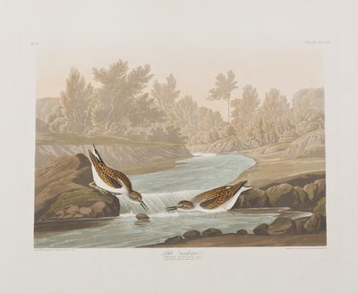 Birds of America」のイラスト 作： John James Audubon