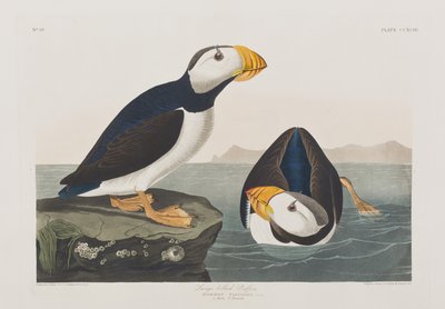 Birds of America」のイラスト 作： John James Audubon
