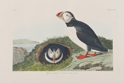 Birds of America」のイラスト 作： John James Audubon