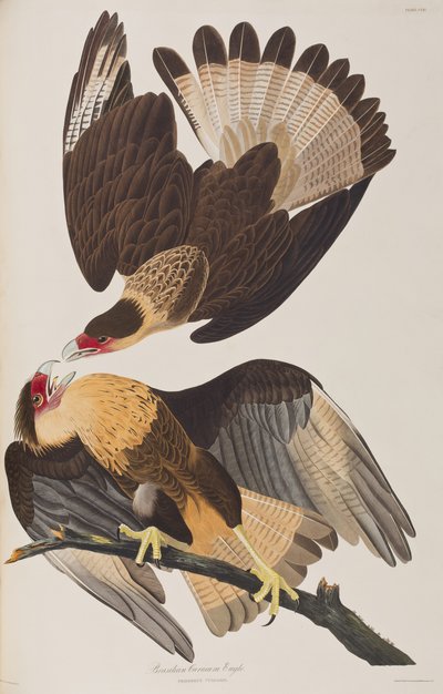 Birds of America」のイラスト 作： John James Audubon