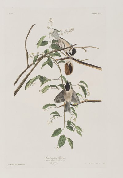 Birds of America」のイラスト 作： John James Audubon
