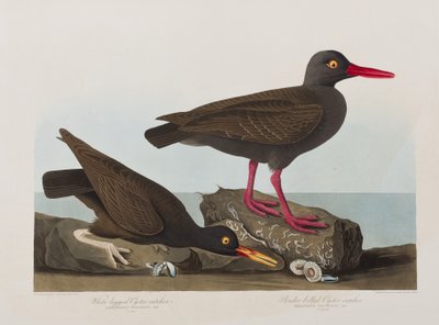Birds of America」のイラスト 作： John James Audubon