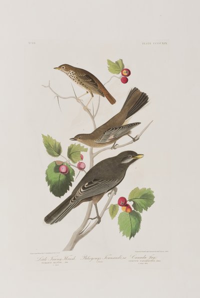Birds of America」のイラスト 作： John James Audubon