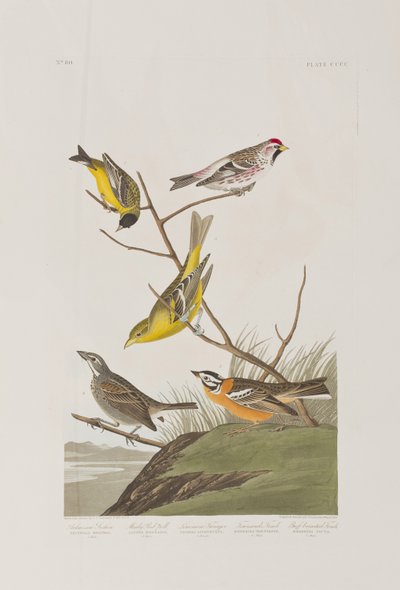 Birds of America」のイラスト 作： John James Audubon