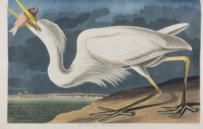 Birds of America」のイラスト 作： John James Audubon