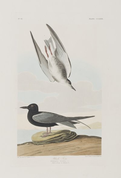 Birds of America」のイラスト 作： John James Audubon