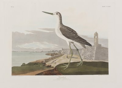 Birds of America」のイラスト 作： John James Audubon