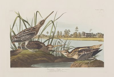 Birds of America」のイラスト 作： John James Audubon