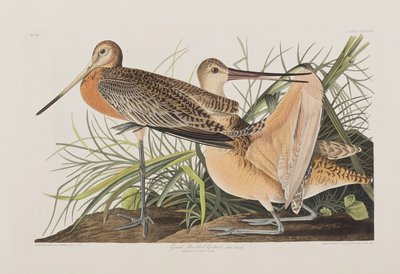 Birds of America」のイラスト 作： John James Audubon