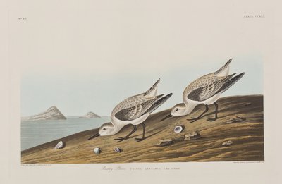 Birds of America」のイラスト 作： John James Audubon