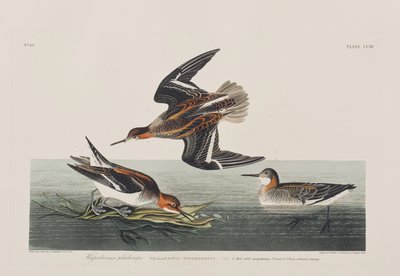 Birds of America」のイラスト 作： John James Audubon