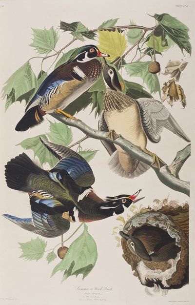 Birds of America」のイラスト 作： John James Audubon
