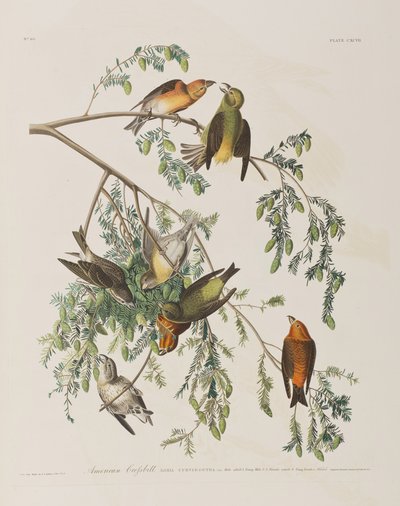 Birds of America」のイラスト 作： John James Audubon