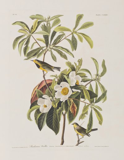Birds of America」のイラスト 作： John James Audubon