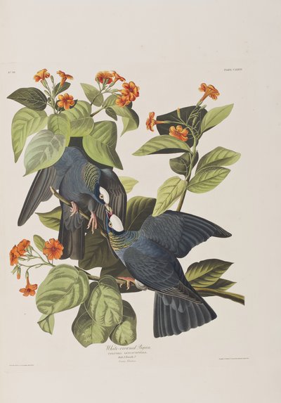 Birds of America」のイラスト 作： John James Audubon