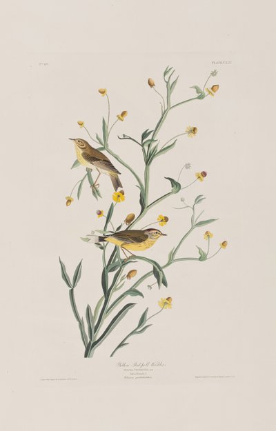 Birds of America」のイラスト 作： John James Audubon