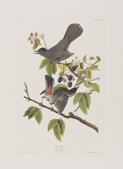Birds of America」のイラスト 作： John James Audubon