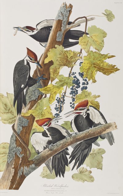 Birds of America」のイラスト 作： John James Audubon