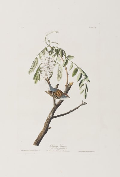 Birds of America」のイラスト 作： John James Audubon