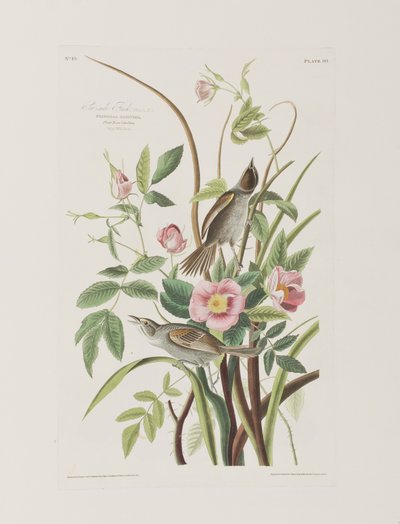 Birds of America」のイラスト 作： John James Audubon