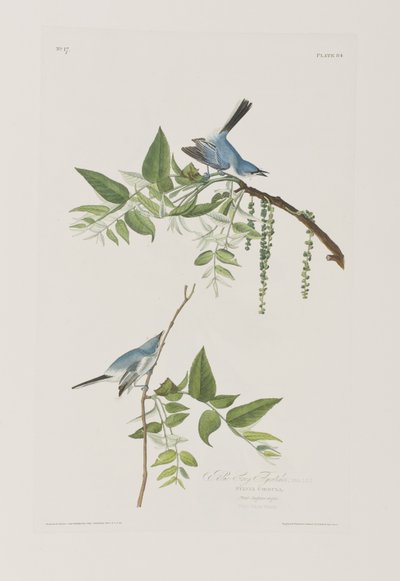 Birds of America」のイラスト 作： John James Audubon