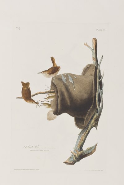 Birds of America」のイラスト 作： John James Audubon