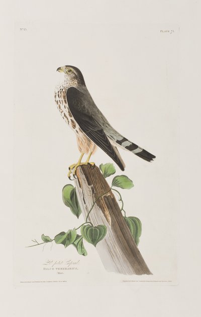 Birds of America」のイラスト 作： John James Audubon