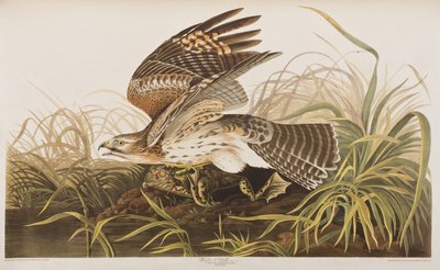 Birds of America」のイラスト 作： John James Audubon