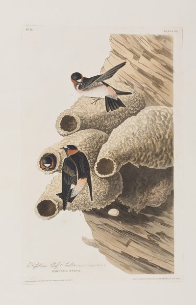 Birds of America」のイラスト 作： John James Audubon